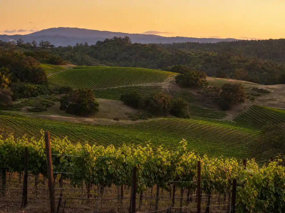 Quiet Northern California vineyard hillside for where is Ariana Richards now after stepping back from Hollywood