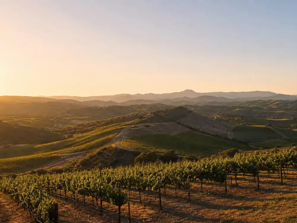 Temecula California wine country hills near where Olivia Rodrigo was born February 20, 2003 — Olivia Rodrigo age and birthday 2026 birthplace context