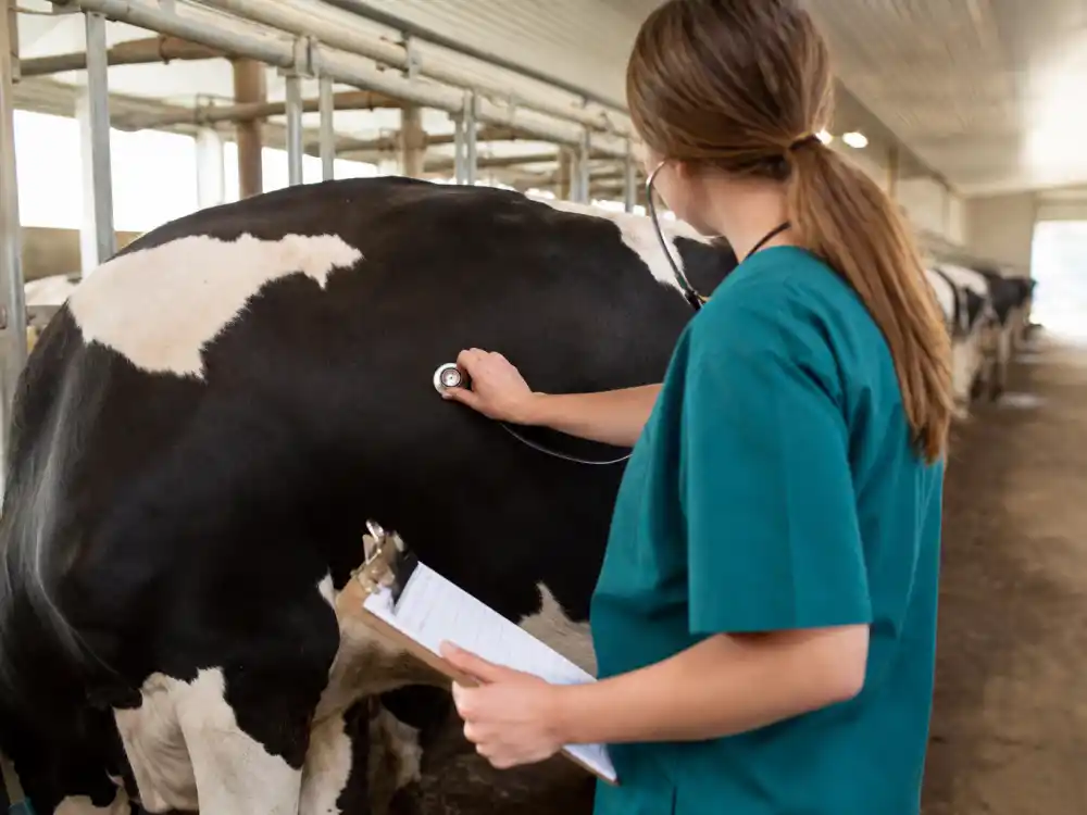 Veterinarian examining dairy cow for where is Peter Ostrum now as upstate New York vet