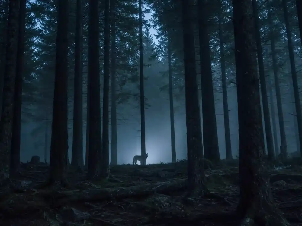 A foggy evergreen forest clearing at dusk, evoking the Taylor Lautner Twilight Jacob werewolf era