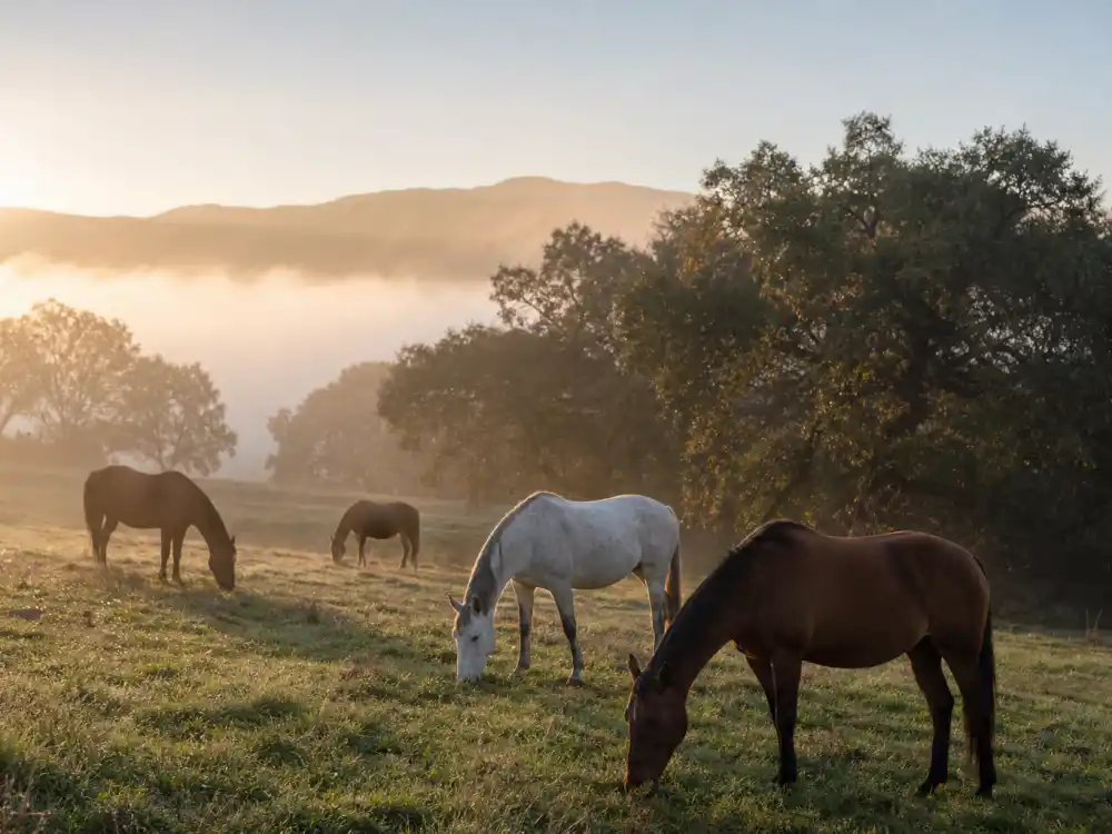 Northern California ranch horses at dawn for where is Tom Welling now in 2026